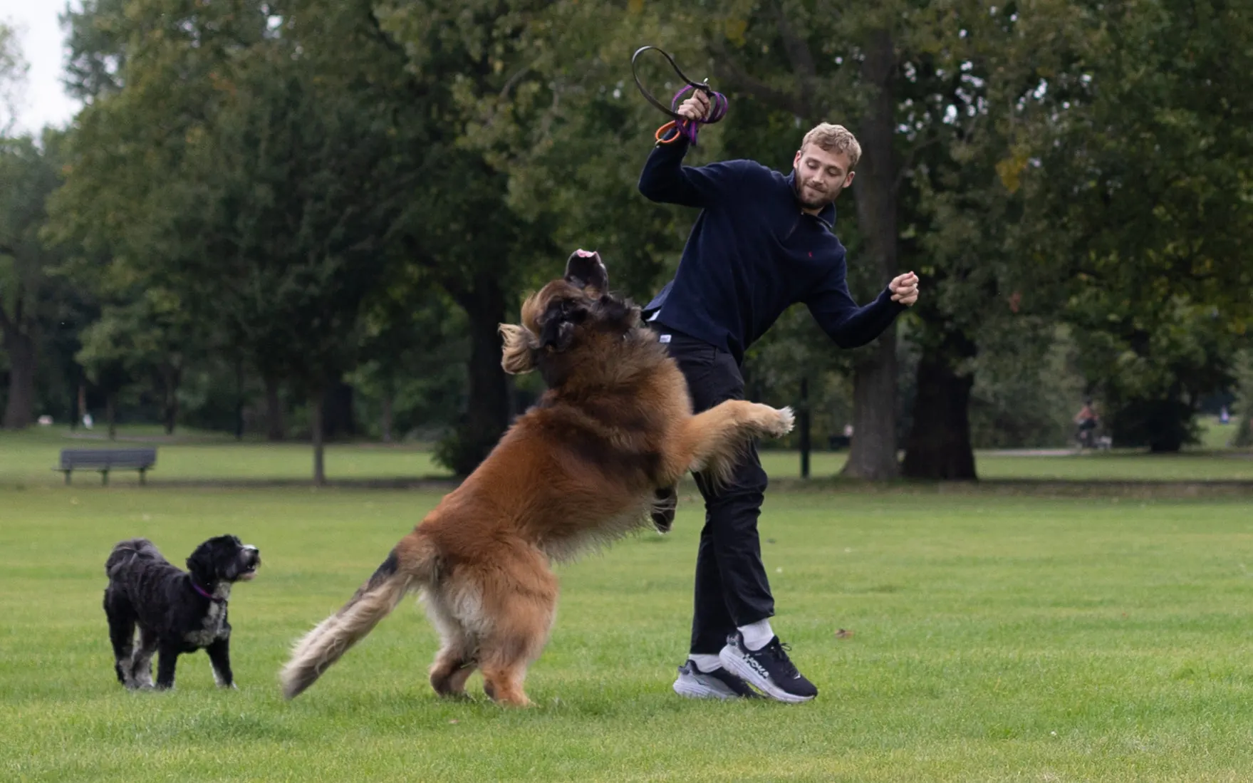 A man throwing a toy for two dogs in a park